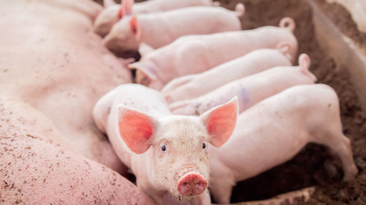 1762823018817962.png 6.png